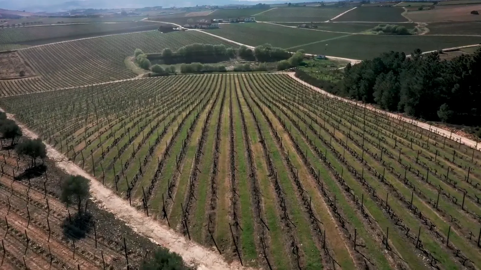 Wijngaarden van de Douro